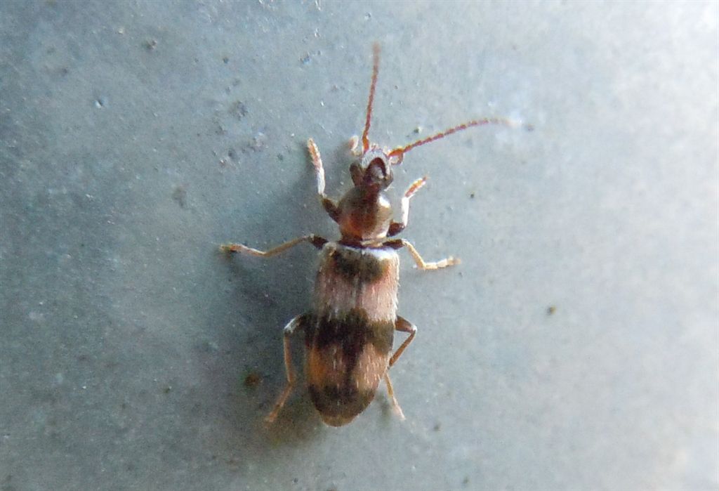 Anthicidae - Notoxus trifasciatus